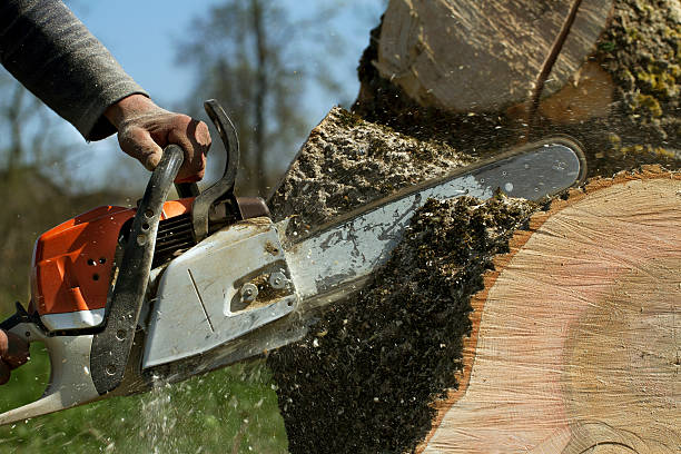 Residential Tree Removal in Perry, OK